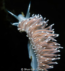 Red Flabellina by Shuo-Wei Chang 